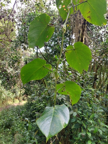 Sweet granadilla (Passiflora ligularis)