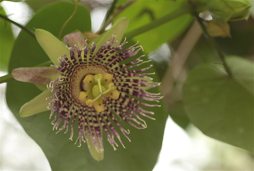 Sweet granadilla (Passiflora ligularis)