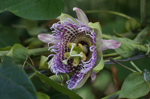 Sweet granadilla (Passiflora ligularis)