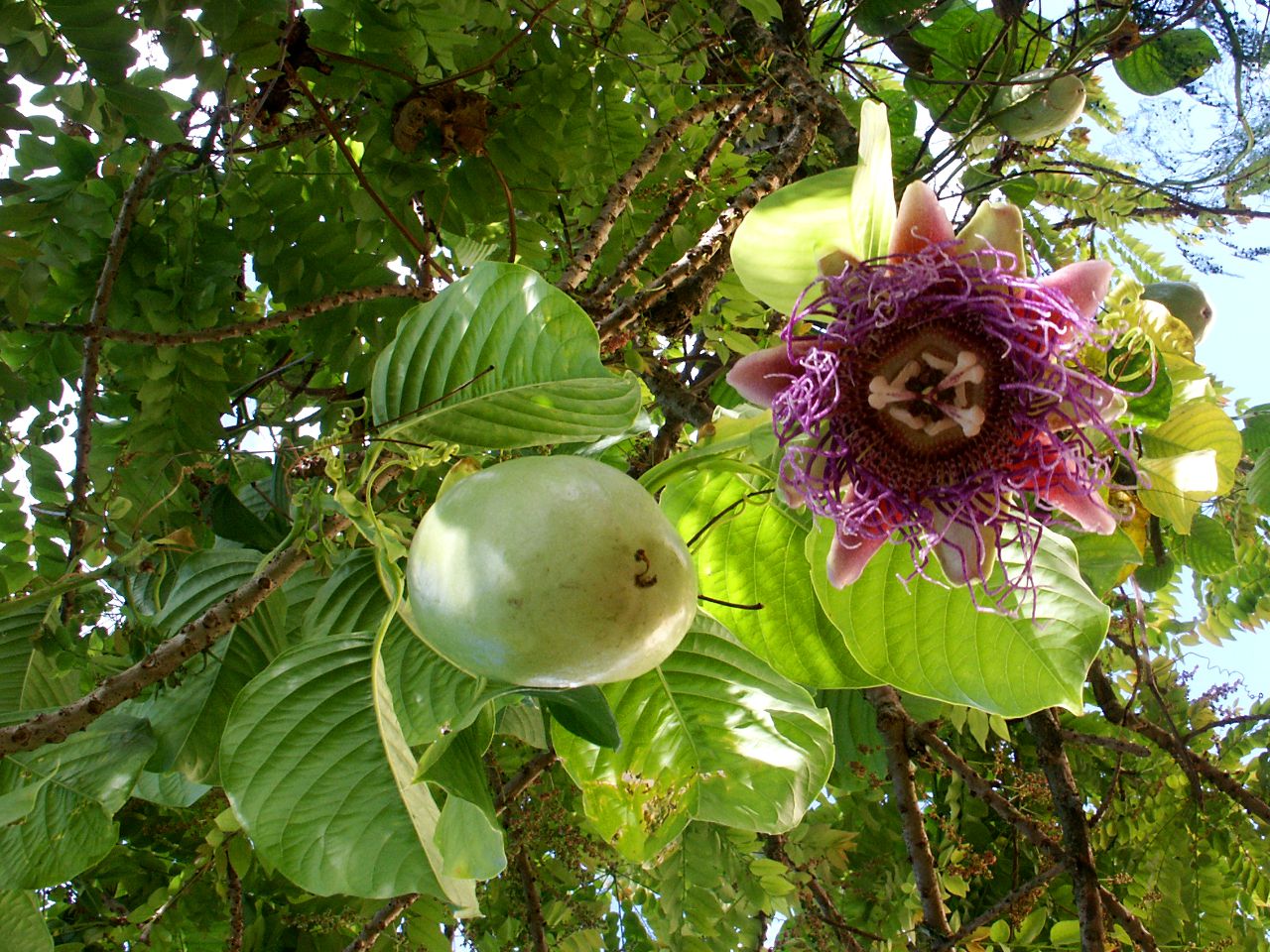 Giant granadilla: Fleur et fruits géants de barbadine.