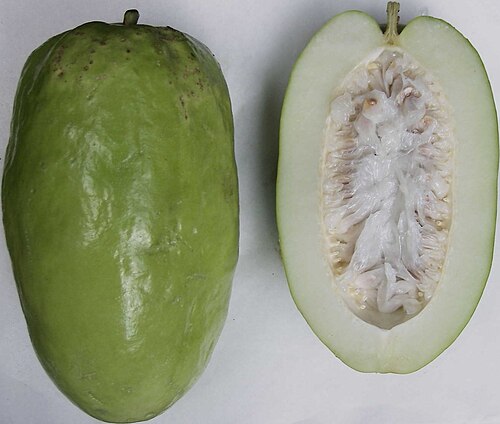 Giant granadilla (Passiflora quadrangularis)