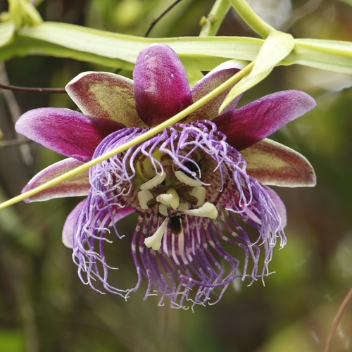 Giant granadilla (Passiflora quadrangularis)