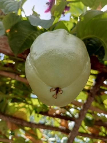 Giant granadilla (Passiflora quadrangularis)