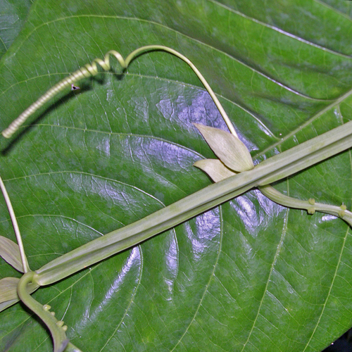 Giant granadilla (Passiflora quadrangularis)