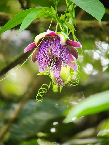 Giant granadilla (Passiflora quadrangularis)