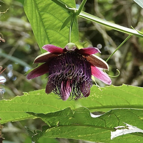 Giant granadilla (Passiflora quadrangularis)