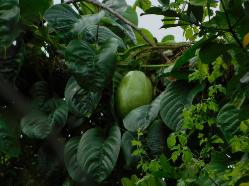 Giant granadilla (Passiflora quadrangularis)