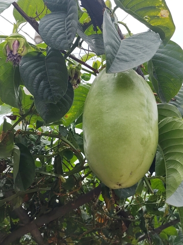 Giant granadilla (Passiflora quadrangularis)