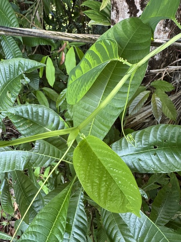 Giant granadilla (Passiflora quadrangularis)
