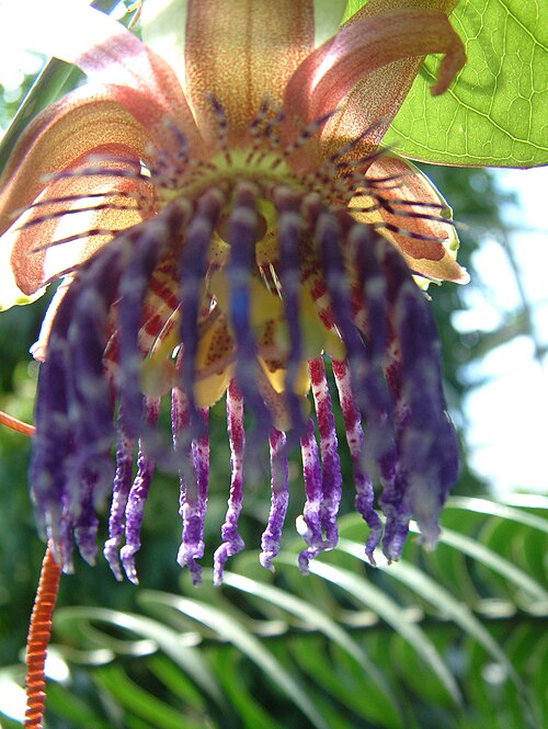 Giant granadilla: passiflora_quadrangularis