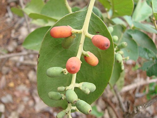 Passovia ovata: Phthirusa ovata - LORANTHACEAE Jardim Botânico - Brasília - Distrito Federal - Brasil.