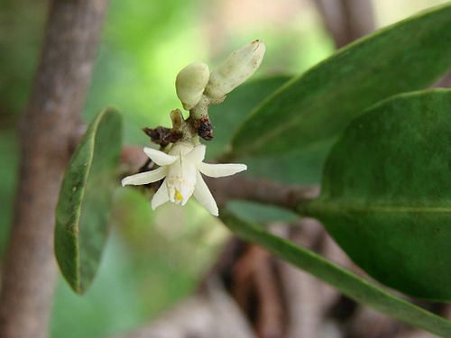 Passovia ovata: Phthirusa ovata - LORANTHACEAE Jardim Botânico de Brasília - Distrito Federal - Brasil.