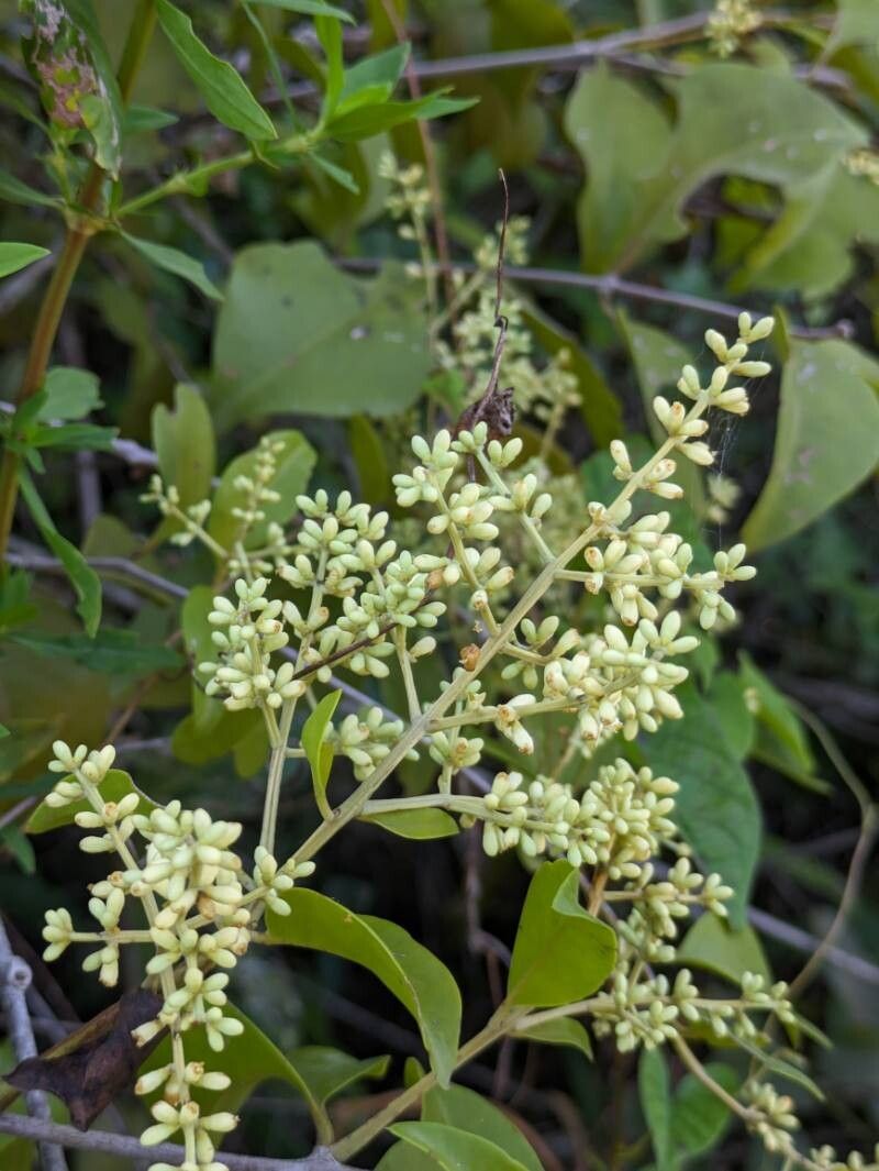 Passovia pedunculata (Passovia pedunculata)