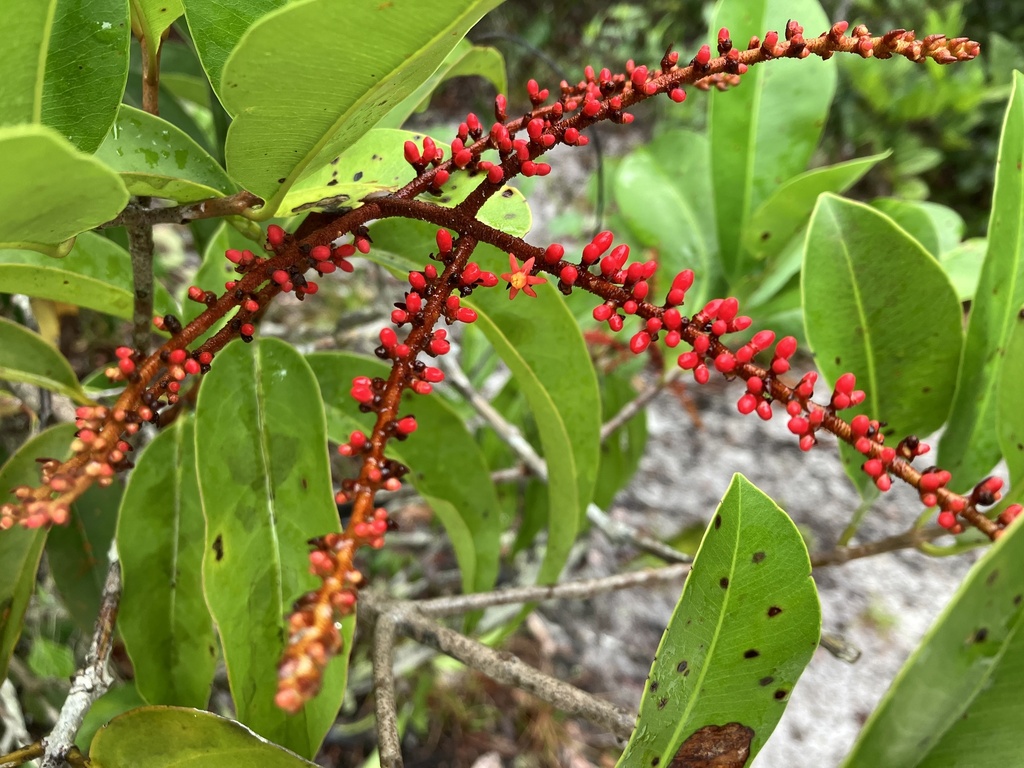 Passovia rufa (Passovia rufa)