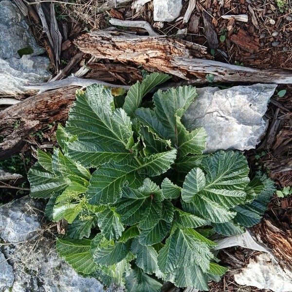 Pastinaca lucida (Pastinaca lucida)