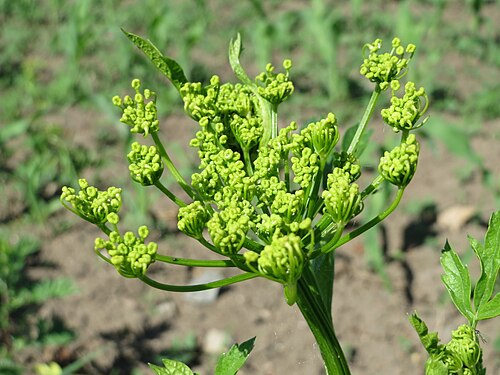 Wild parsnip: Pastinak ( Pastinaca sativa ) auf einem Acker im Landschaftsschutzgebiet Hockenheimer Rheinbogen