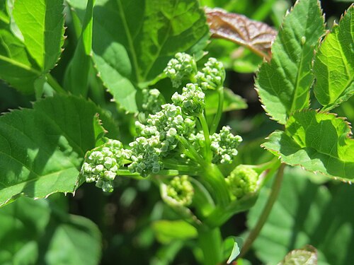Wild parsnip: Junger Pastinak ( Pastinaca sativa ) in den Horststückern im Landschaftsschutzgebiet Hockenheimer Rheinbogen