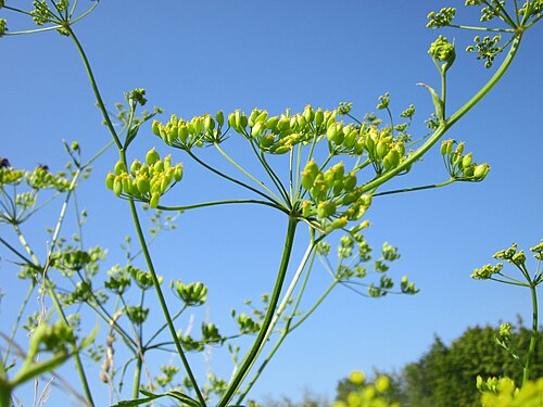 Wild parsnip: Pastinak (Pastinaca sativa) bei Reilingen