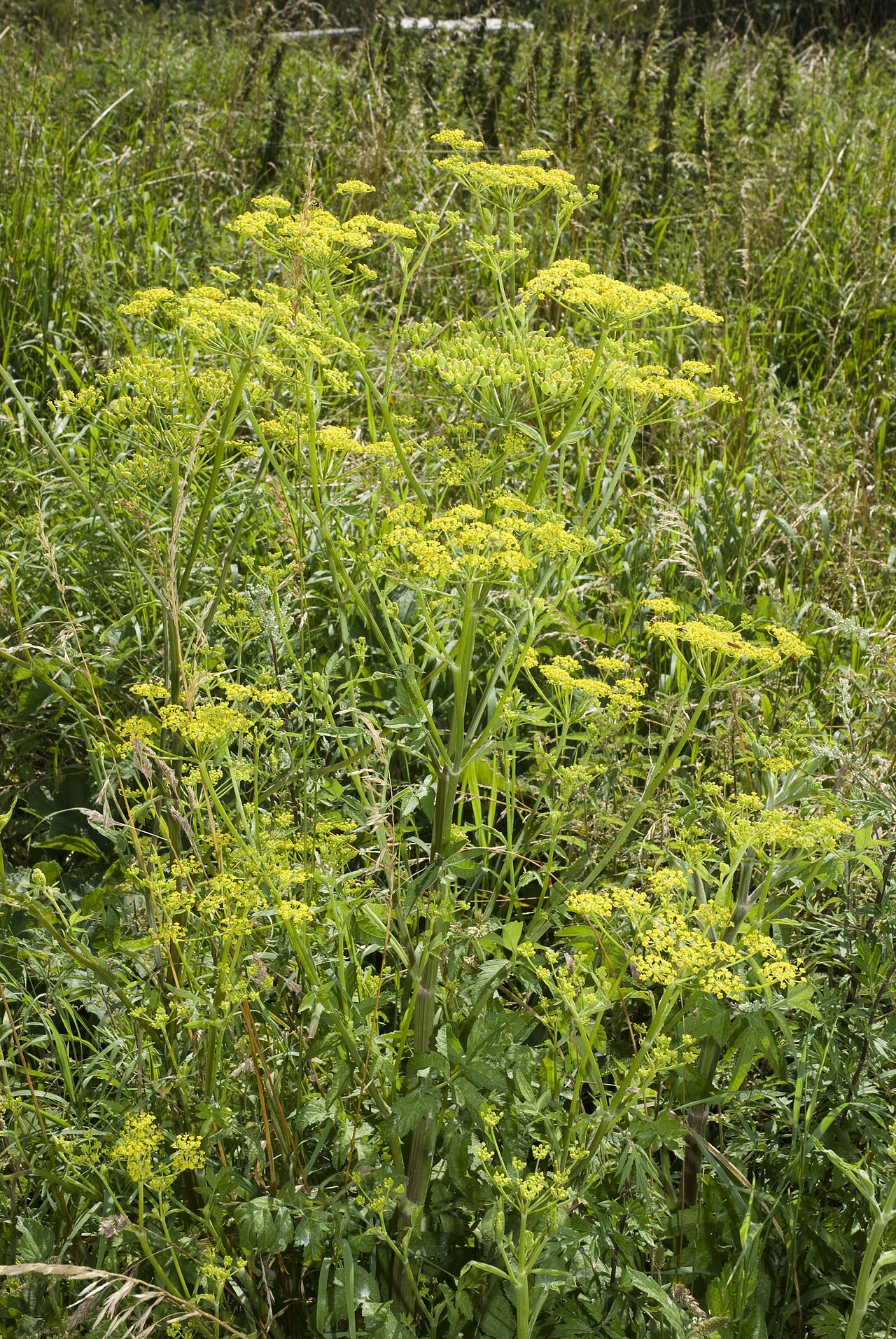 Wild parsnip: Pastinaca sativa Vallée de Grâce à Amiens (Somme), France