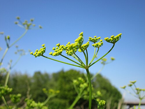 Wild parsnip: Pastinak (Pastinaca sativa) bei Reilingen