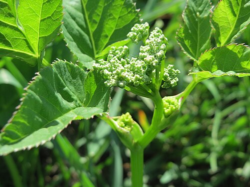 Wild parsnip: Junger Pastinak ( Pastinaca sativa ) in den Horststückern im Landschaftsschutzgebiet Hockenheimer Rheinbogen