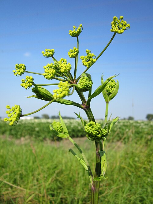 Wild parsnip: Pastinak ( Pastinaca sativa ) im Hockenheimer Rheinbogen