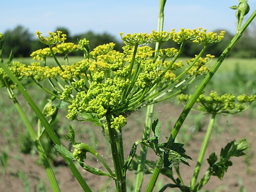 Wild parsnip: Pastinak ( Pastinaca sativa ) auf einem Acker im Landschaftsschutzgebiet Hockenheimer Rheinbogen