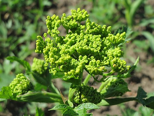 Wild parsnip: Pastinak ( Pastinaca sativa ) auf einem Acker im Landschaftsschutzgebiet Hockenheimer Rheinbogen