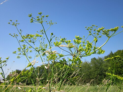 Wild parsnip: Pastinak (Pastinaca sativa) bei Reilingen