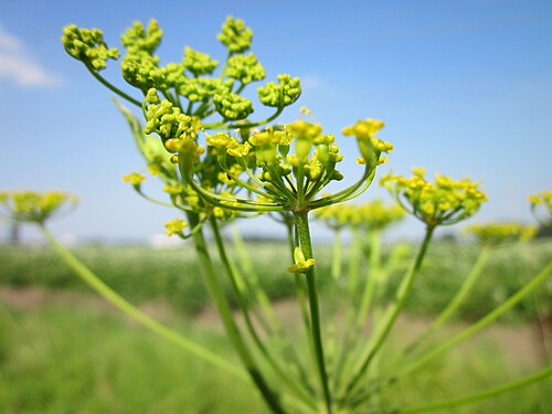Wild parsnip: Pastinak ( Pastinaca sativa ) im Hockenheimer Rheinbogen