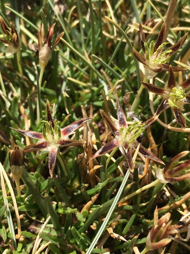 Patosia clandestina (Patosia clandestina)