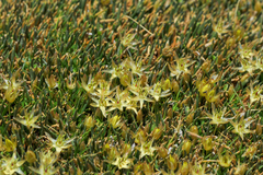 Patosia clandestina (Patosia clandestina)