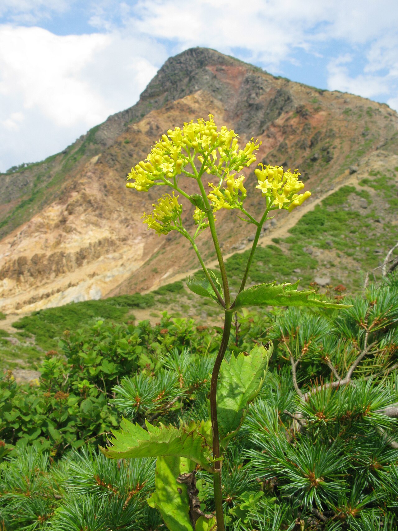 Patrinia gibbosa: Patrinia gibbosa , Mt. Bandaisan, Fukushima pref., Japan