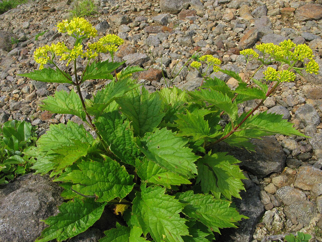 Patrinia gibbosa: Patrinia gibbosa , Mt. Bandaisan, Fukushima pref., Japan