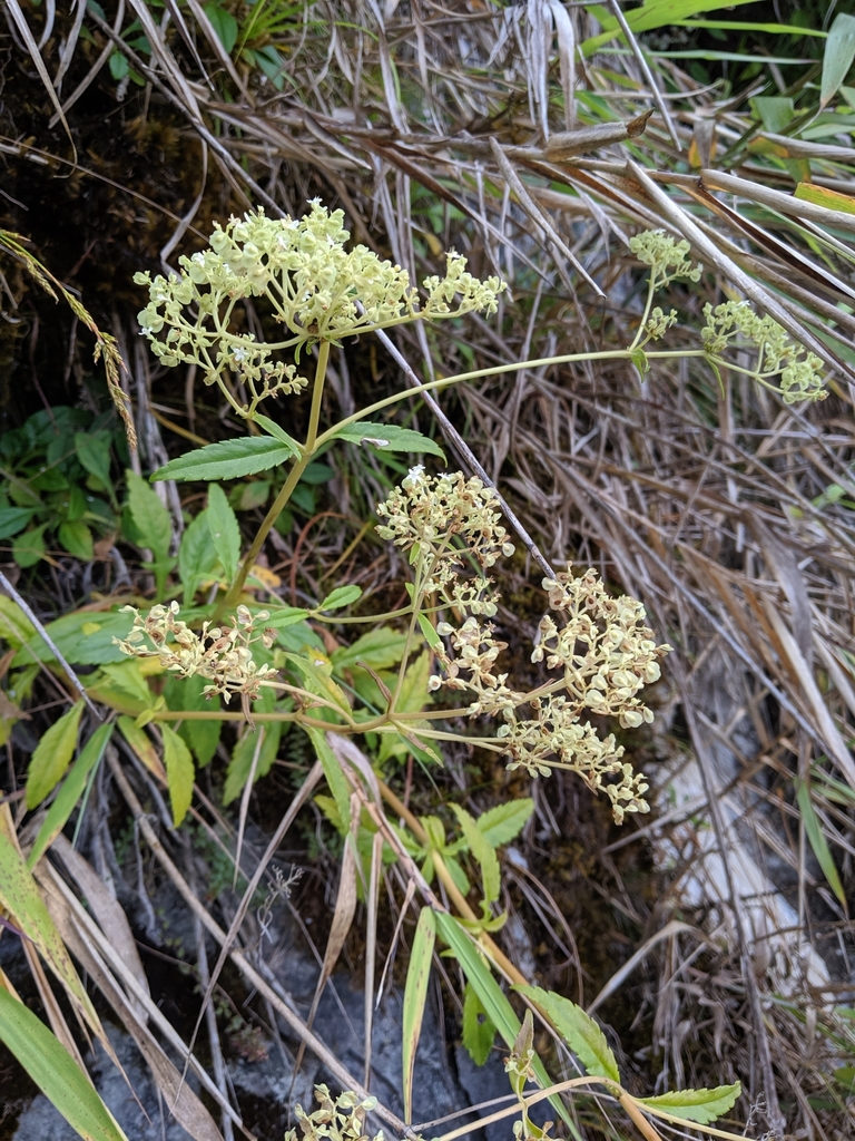 Patrinia glabrifolia (Patrinia glabrifolia)