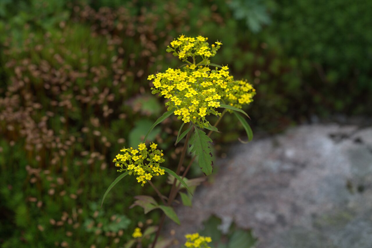 Patrinia heterophylla: Patrinia heterophylla in Gothenburg Botanical Garden. Plant id: 2008-2709 s W -- Pett&Zett HeHeHe 311