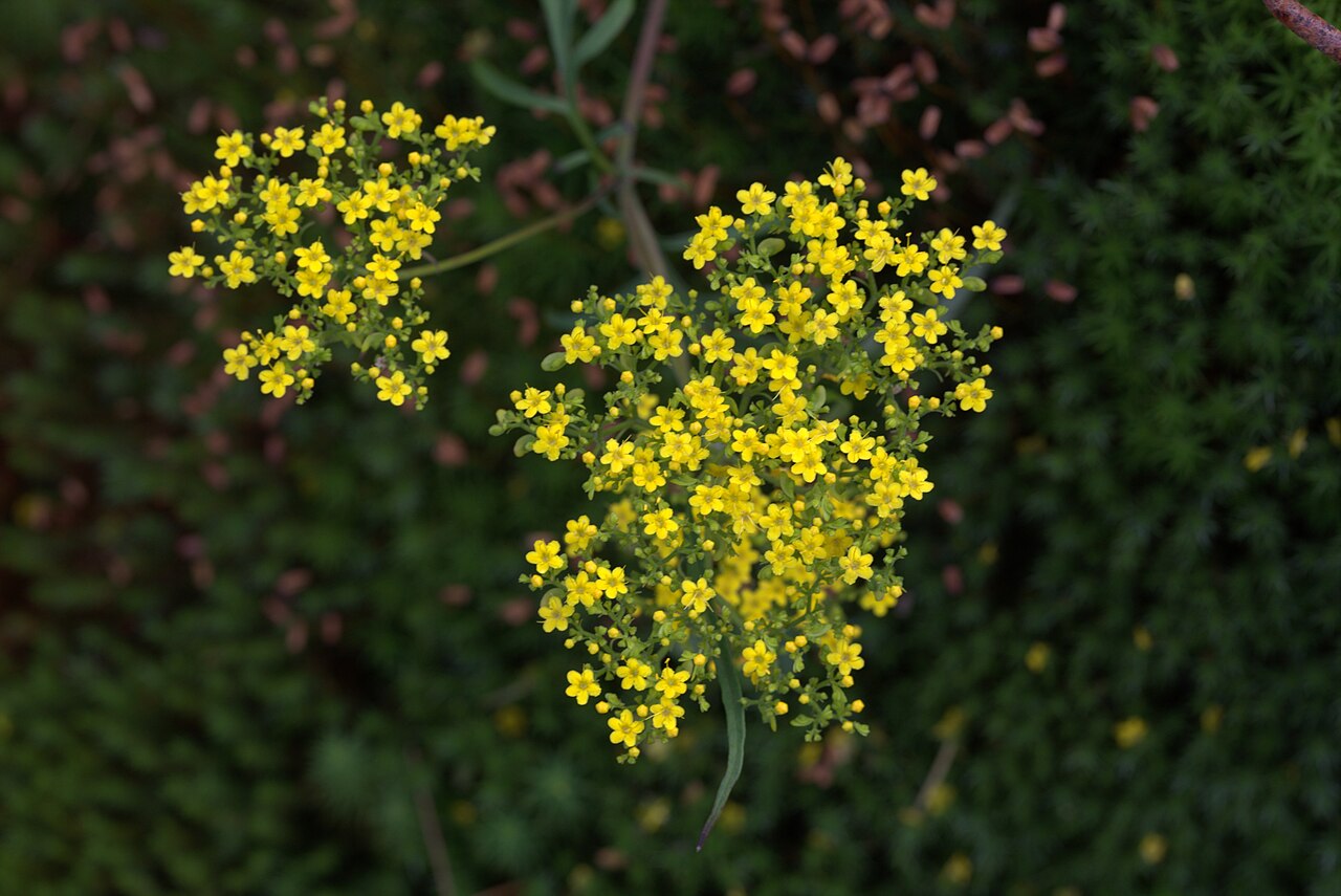 Patrinia heterophylla: Patrinia heterophylla in Gothenburg Botanical Garden. Plant id: 2008-2709 s W -- Pett&Zett HeHeHe 311