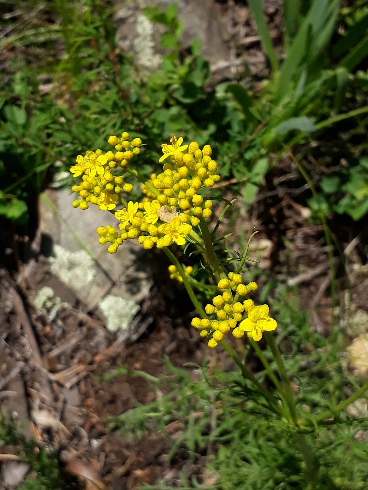 Patrinia intermedia: Patrinia intermedia