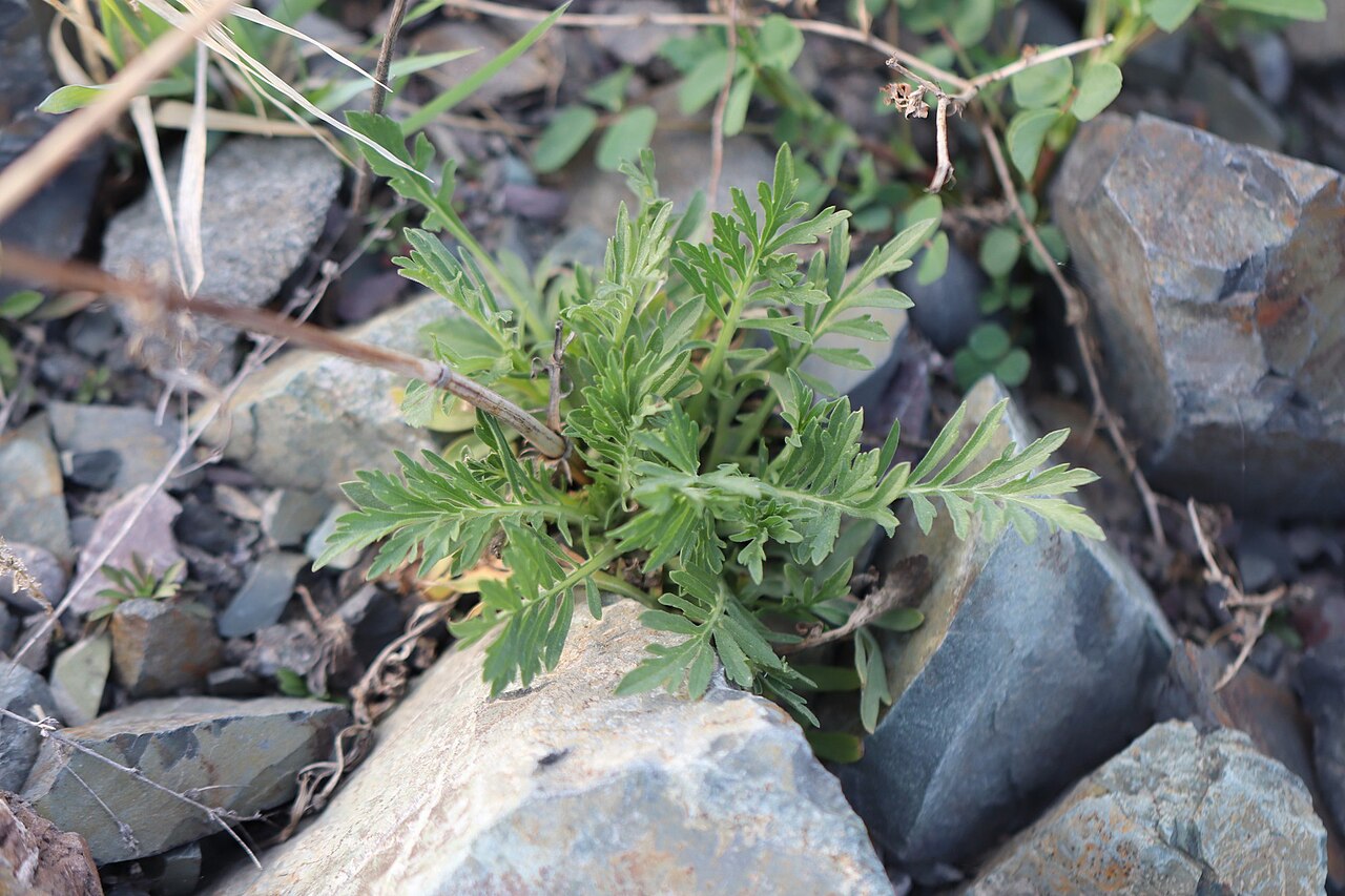 Patrinia intermedia: Patrinia intermedia