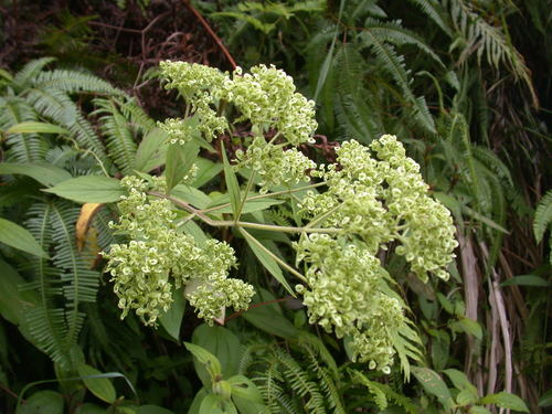 Patrinia monandra (Patrinia monandra)
