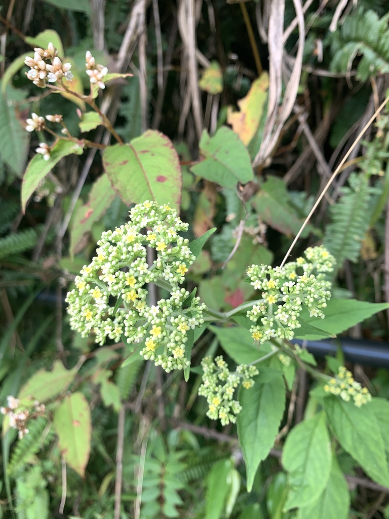 Patrinia monandra (Patrinia monandra)