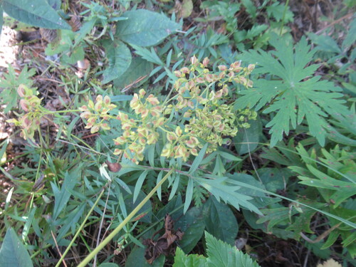 Patrinia rupestris (Patrinia rupestris)
