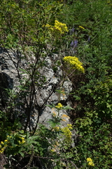 Patrinia rupestris (Patrinia rupestris)