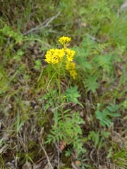 Patrinia rupestris (Patrinia rupestris)