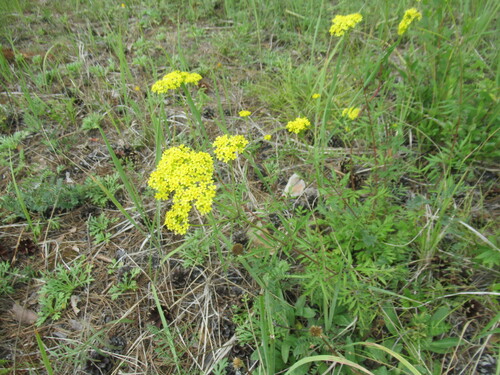 Patrinia rupestris (Patrinia rupestris)