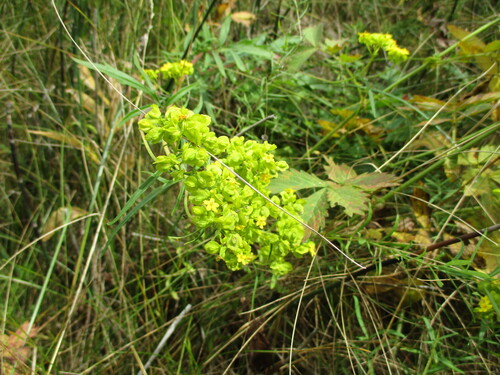 Patrinia rupestris (Patrinia rupestris)