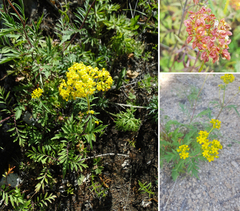 Patrinia rupestris (Patrinia rupestris)