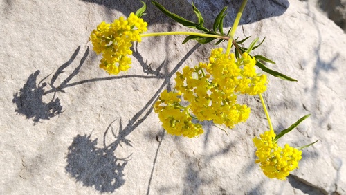 Patrinia rupestris (Patrinia rupestris)