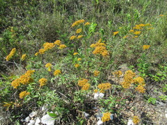 Patrinia rupestris (Patrinia rupestris)