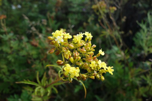 Patrinia rupestris (Patrinia rupestris)